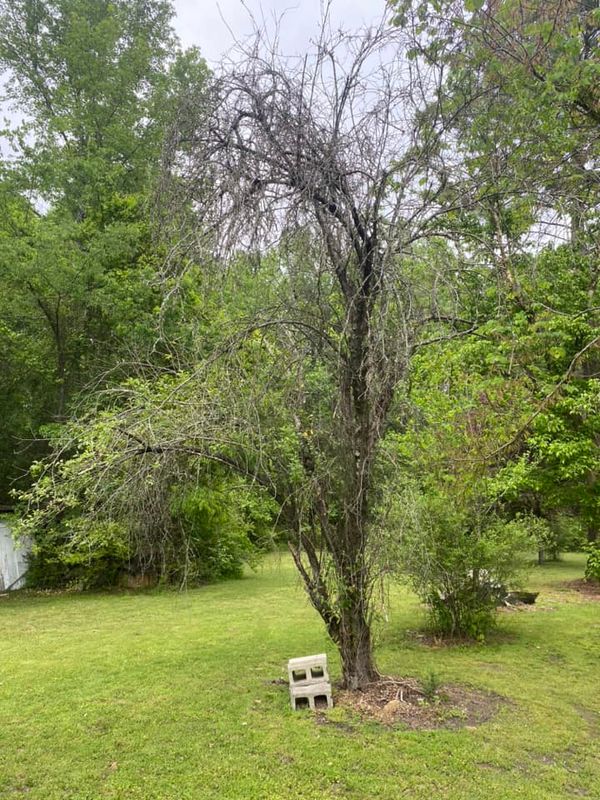 Tree Removal gallery