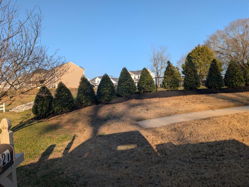 Shrub Trimming