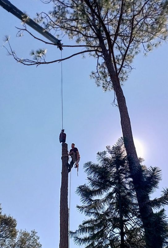 Tree Services