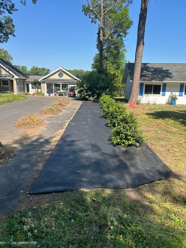 Shrub and Plant Trimming