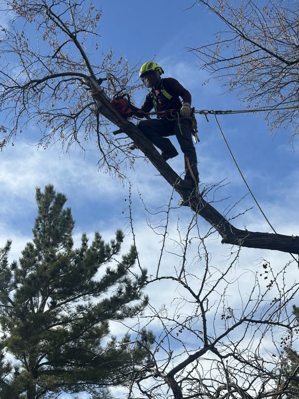 Tree Trimming