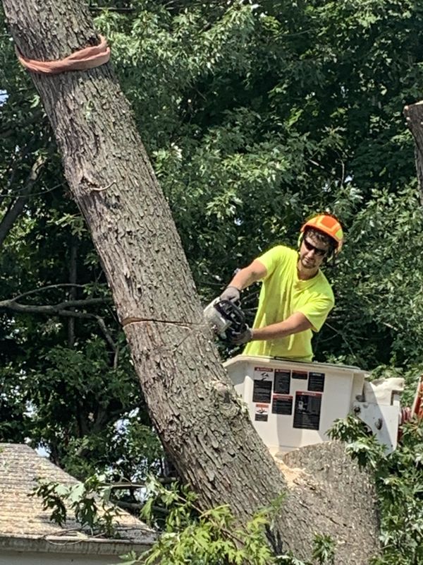 Tree Trimming