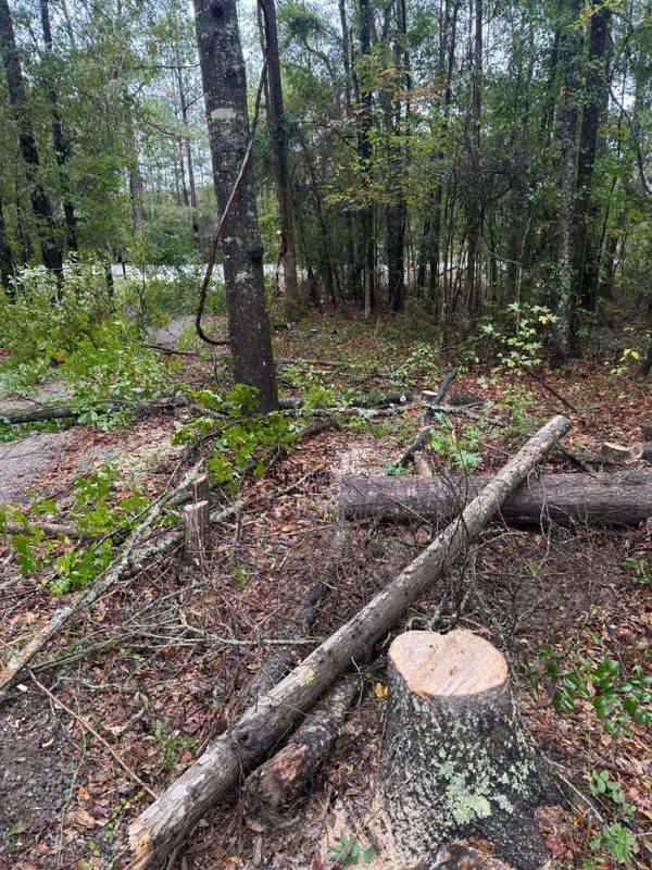 Stump Grinding gallery