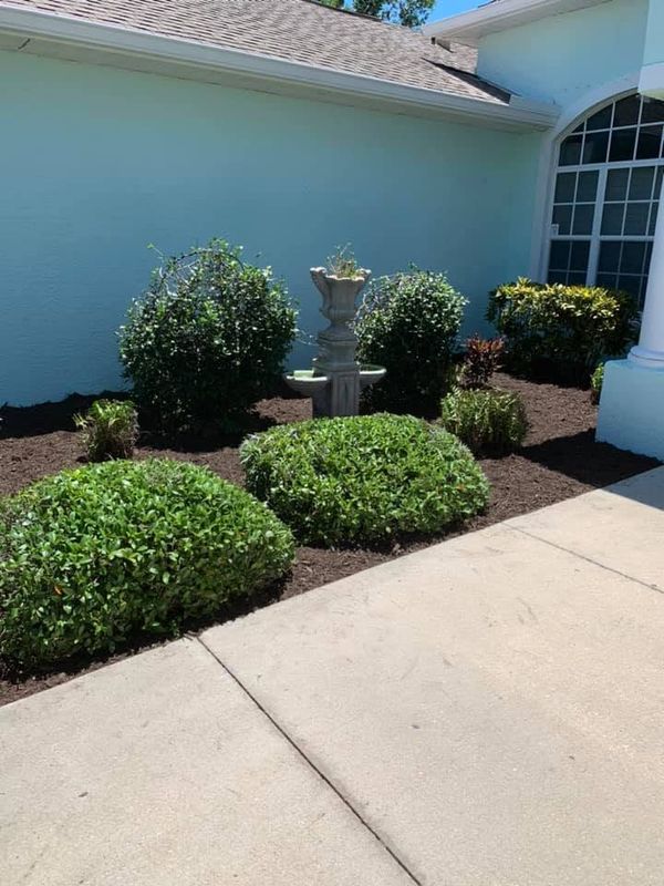 Tree and Shrub Care
