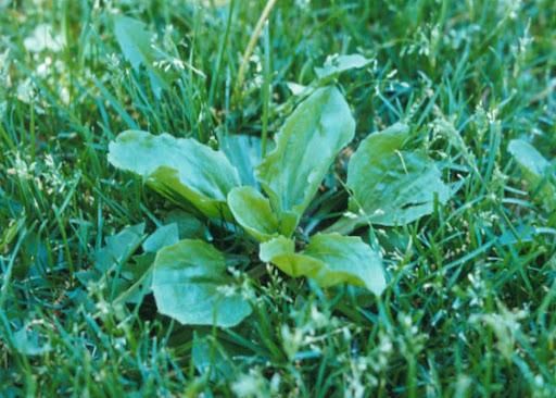 Weed control