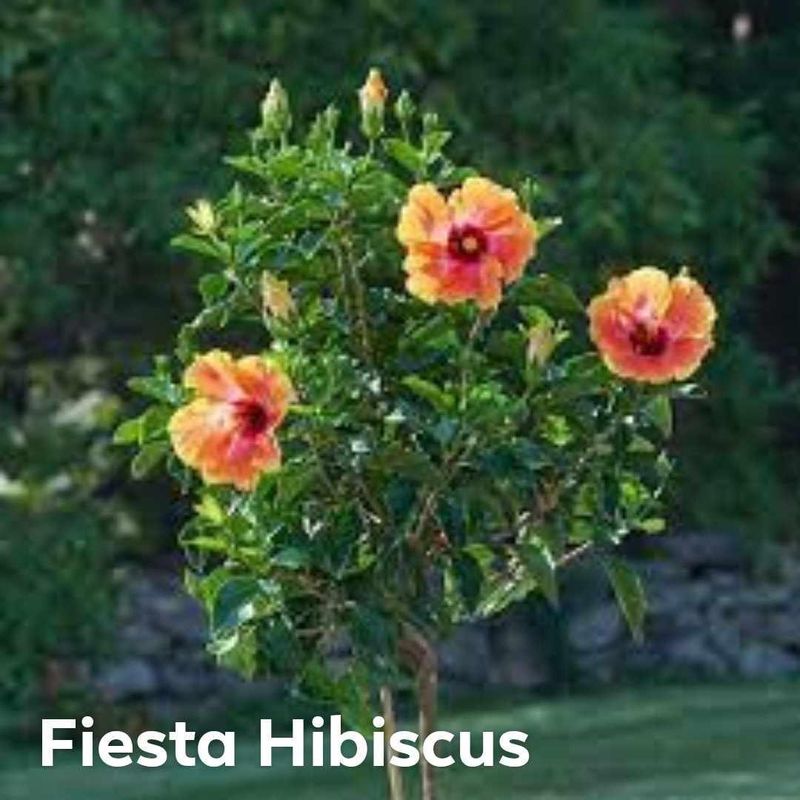 Plant and tree list