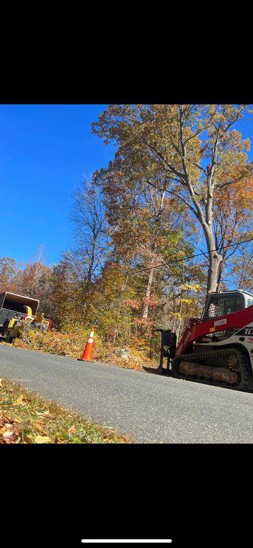 Tree Removal gallery