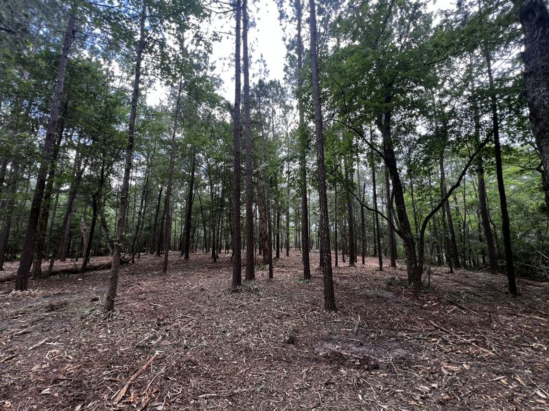 Forestry Mulching