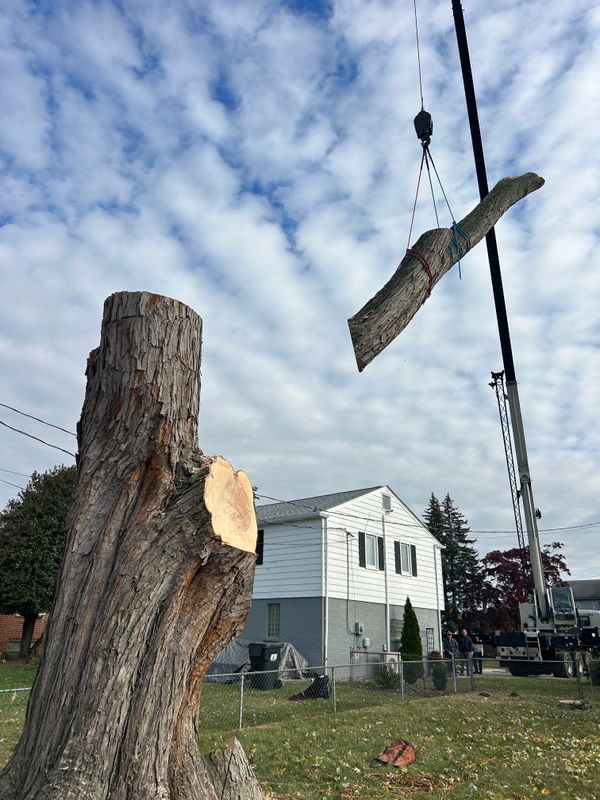 Stump Removal