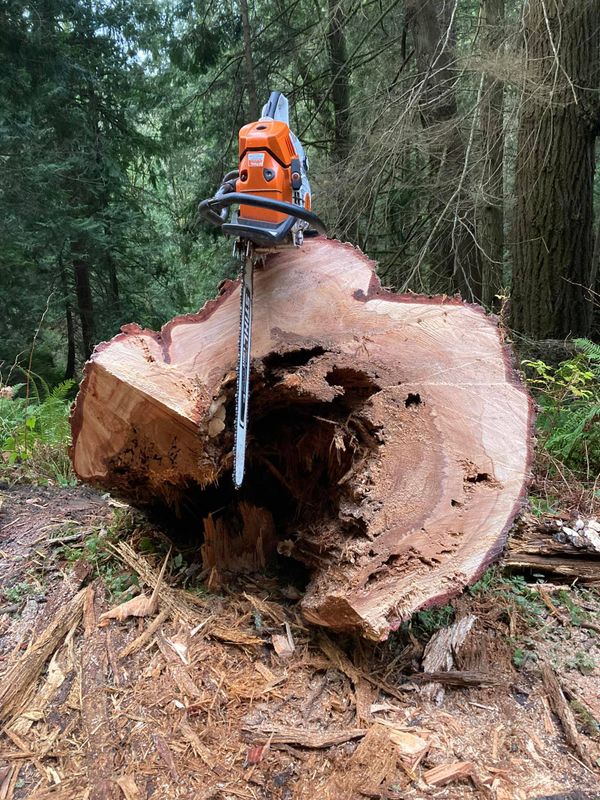 Tree Trimming and Removal