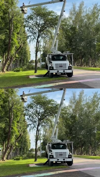 Tree Trimming