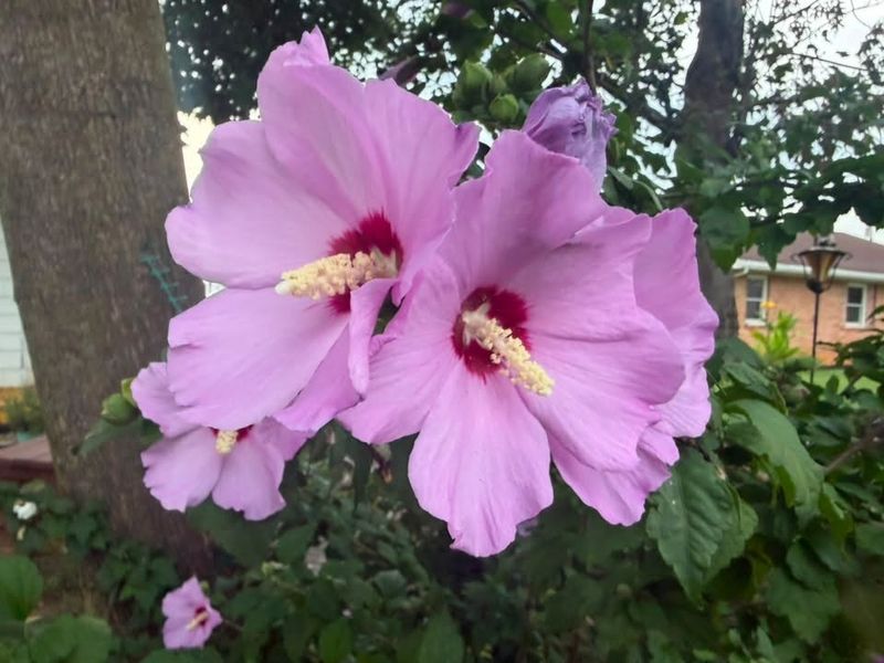 Tree & Shrub Care