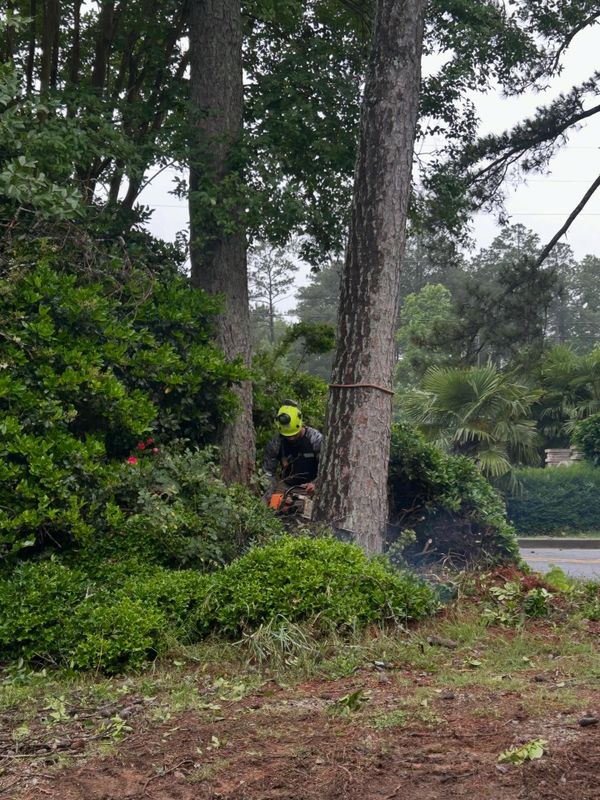 Tree Work