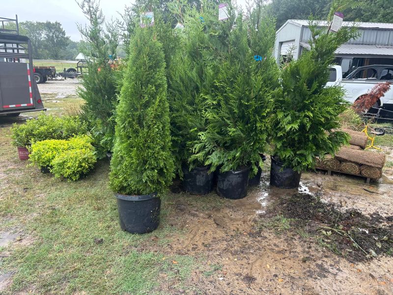 Landscaping