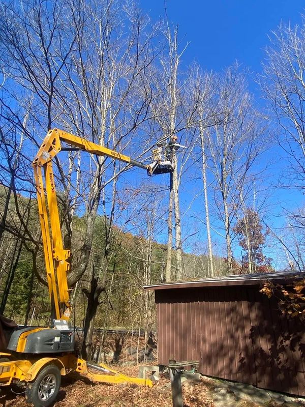 Tree Trimming