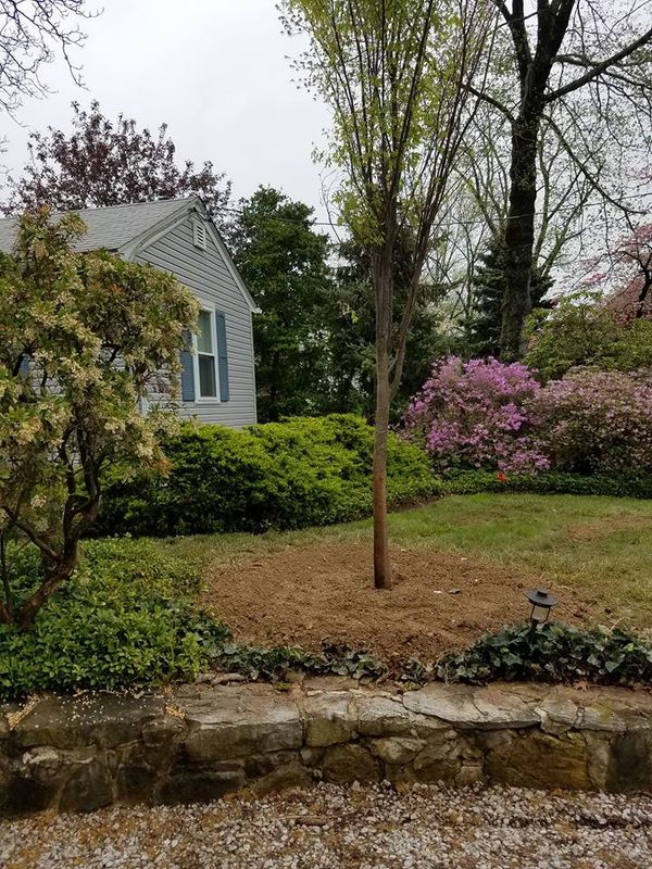 Tree Removal