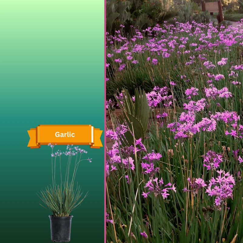Plant Samples
