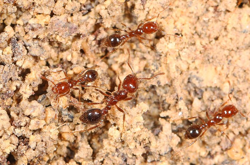 Once a Year Fire Ant