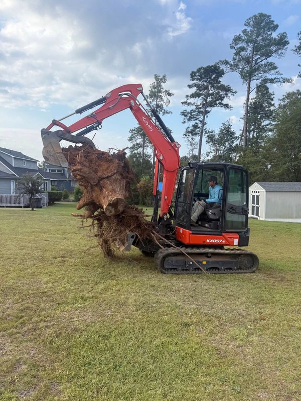 Tree & Shrub Care