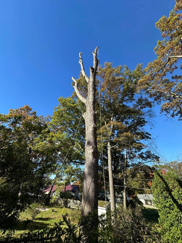 Tree Trimming