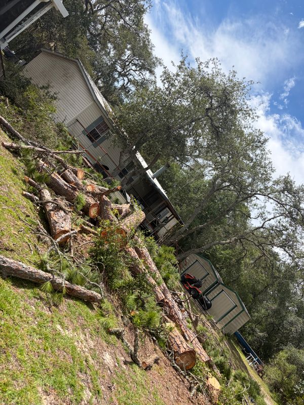 Stump Removal