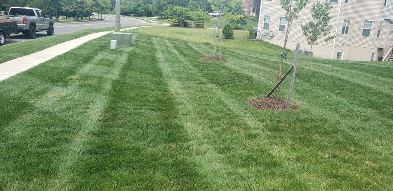Lawn Maintenance