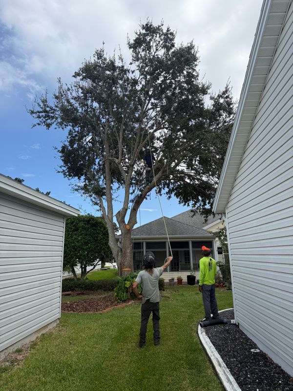 Tree Pruning