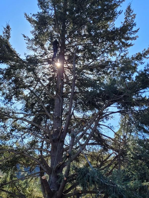 Tree Trimming and Removal