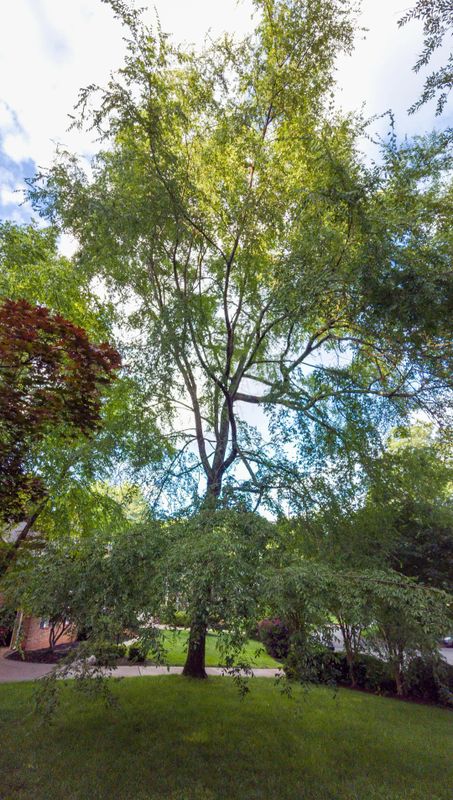 Tree Removal
