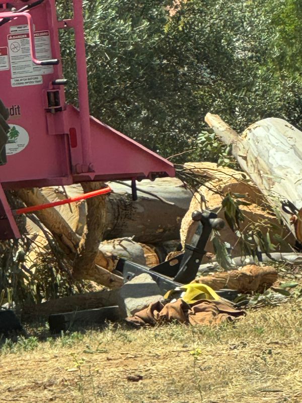 Elevating Safety and Efficiency: Expert Tree Removal by The Tree Fairy