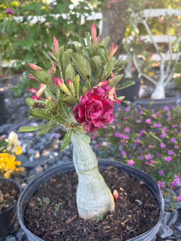 Plant Installation