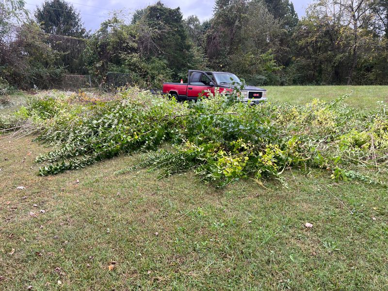 Tree Pruning