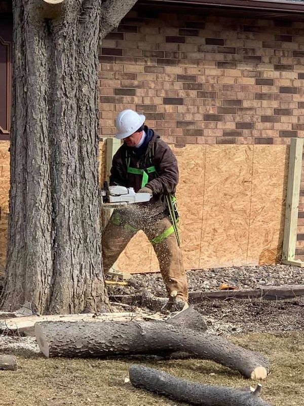 Tree Removal