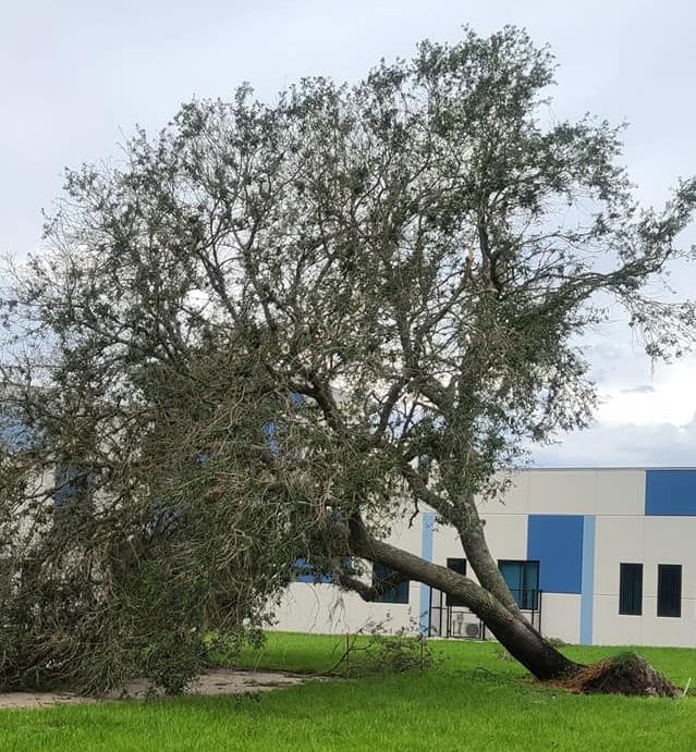 Tree Removal