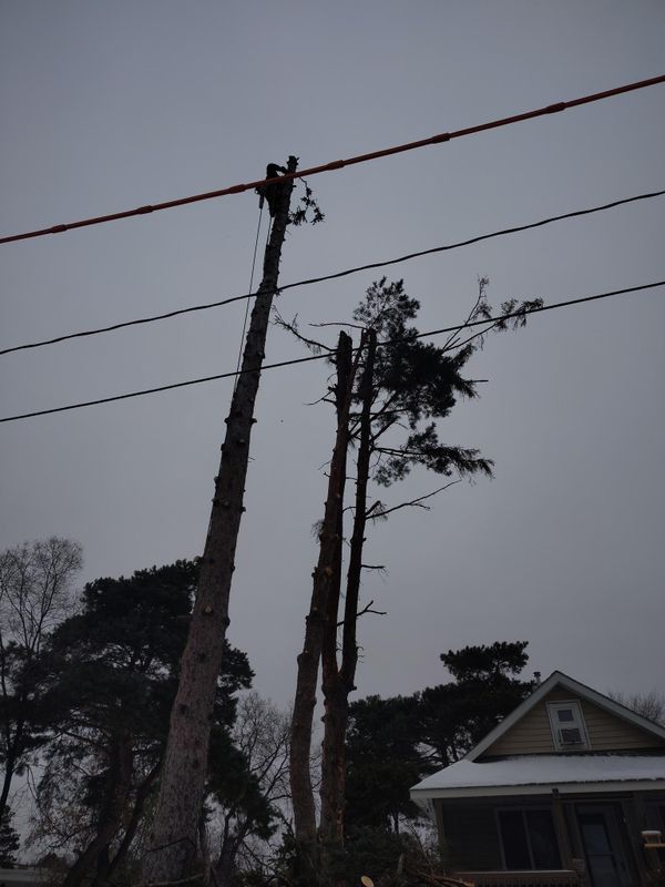 Tree Trimming