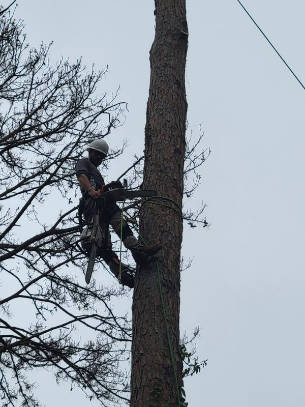 Tree Removal
