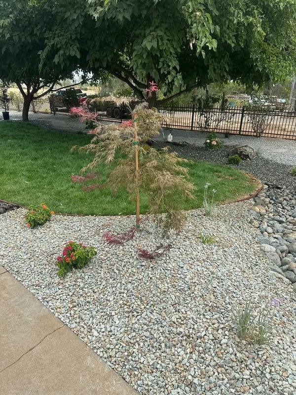 Tree and Shrub Care