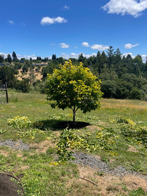 Tree Health and Maintenance
