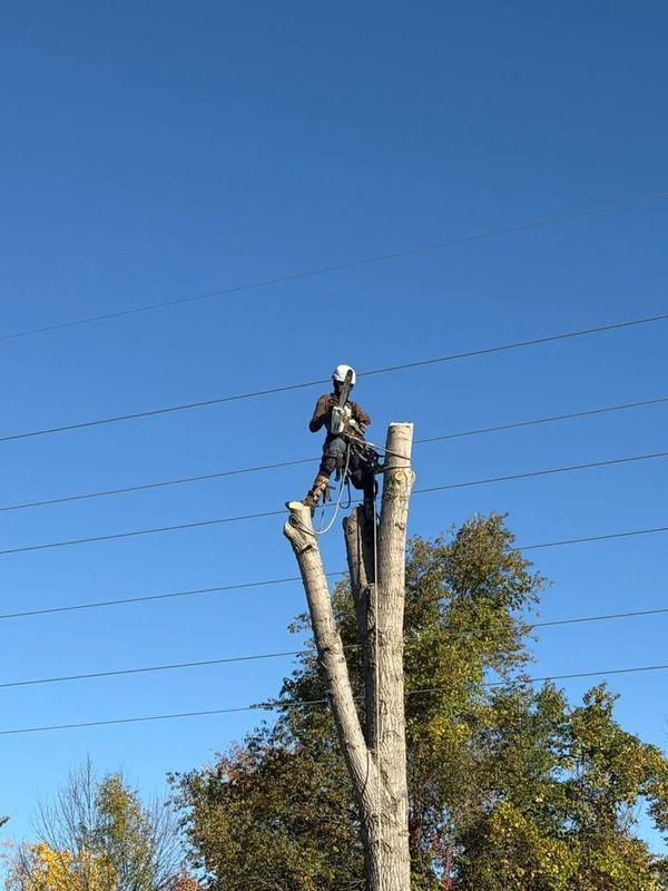 Tree Removal