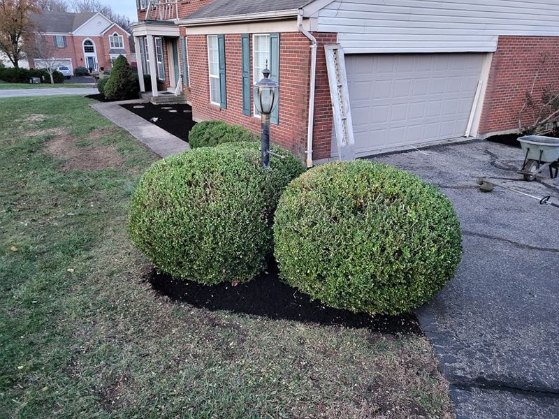 Shrub Trimming
