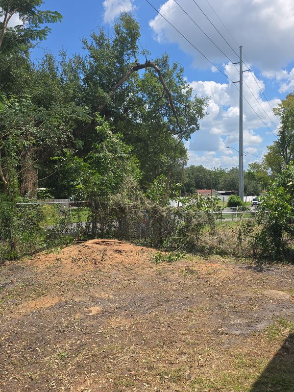 Stump Grinding and Removal