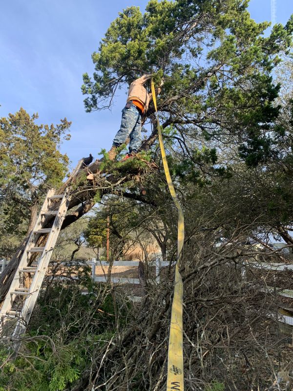 Tree Pruning and Trimming