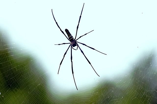 Commercial Pest Control