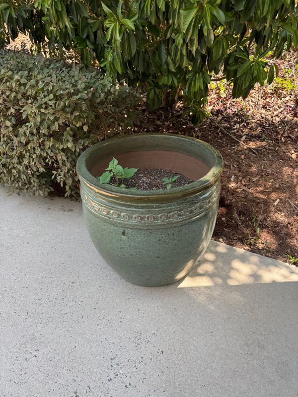 Planting gallery