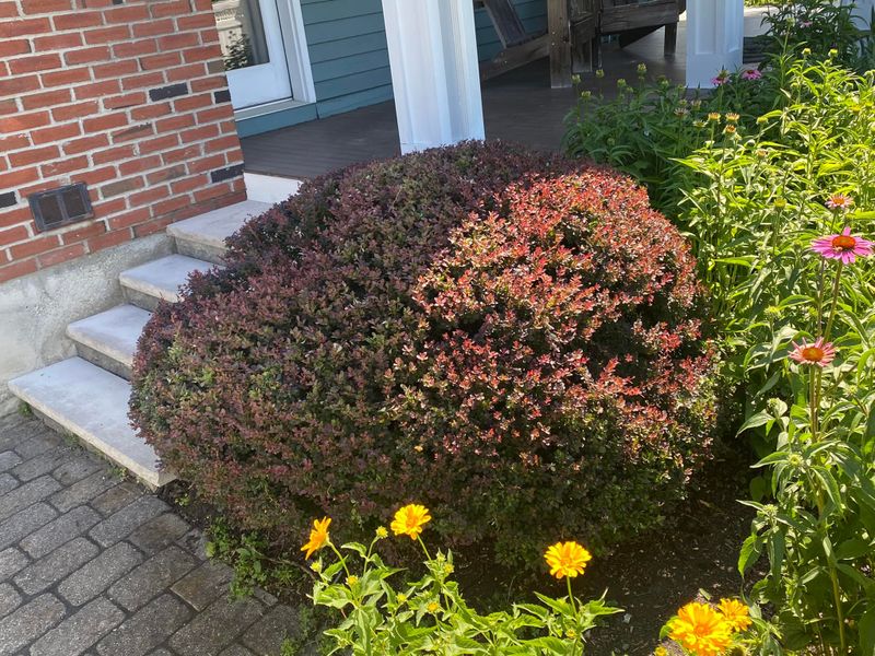 Lawn Care