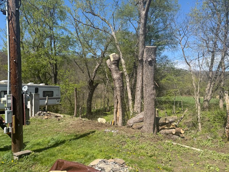 Tree Removal