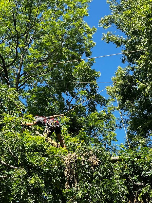 Tree Trimming
