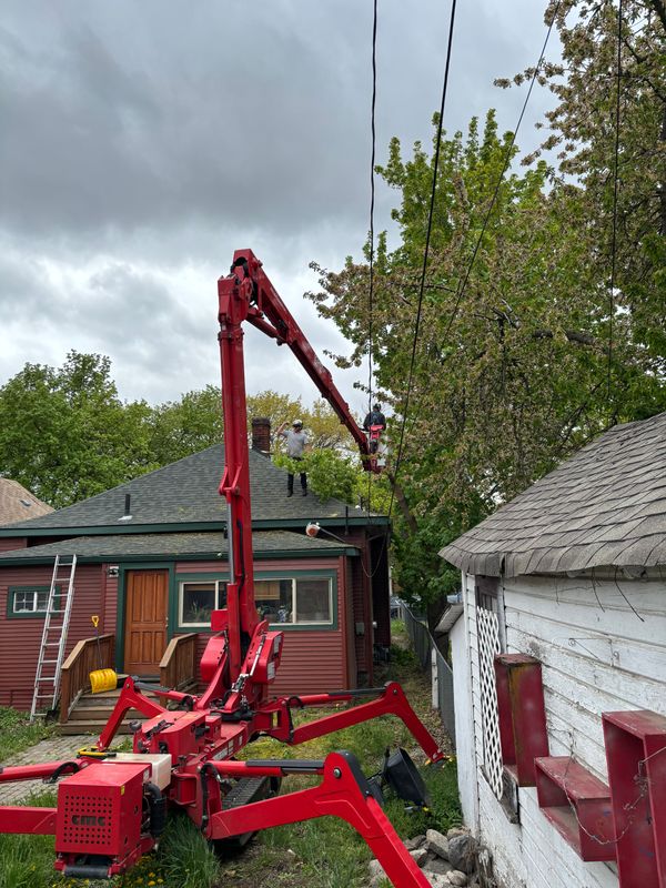 Tree Trimming gallery