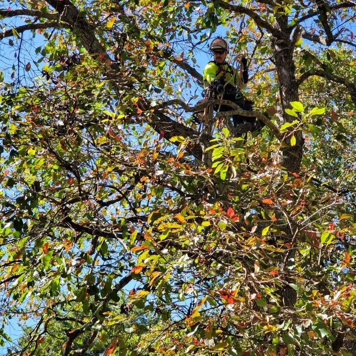 Tree Trimming