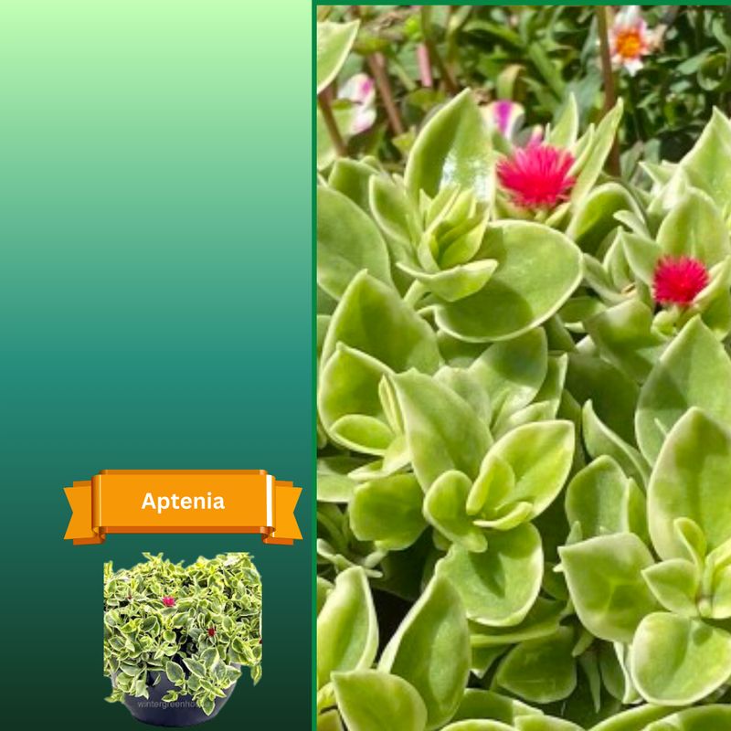 Plant Samples